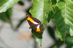 Adelpha heraclea