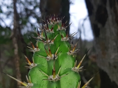 Praecereus euchlorus diffusus