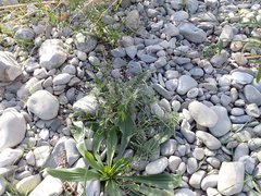 Plantago arenaria