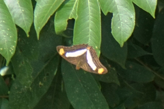 Adelpha basiloides