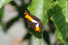 Adelpha heraclea