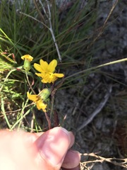 Senecio abruptus