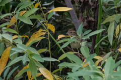 Emberizidae