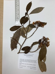 Tabernaemontana arborea