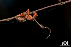 Ophiocordyceps camponoti-floridani