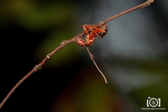 Ophiocordyceps camponoti-floridani