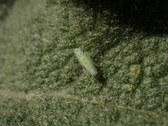 Micantulina stigmatipennis