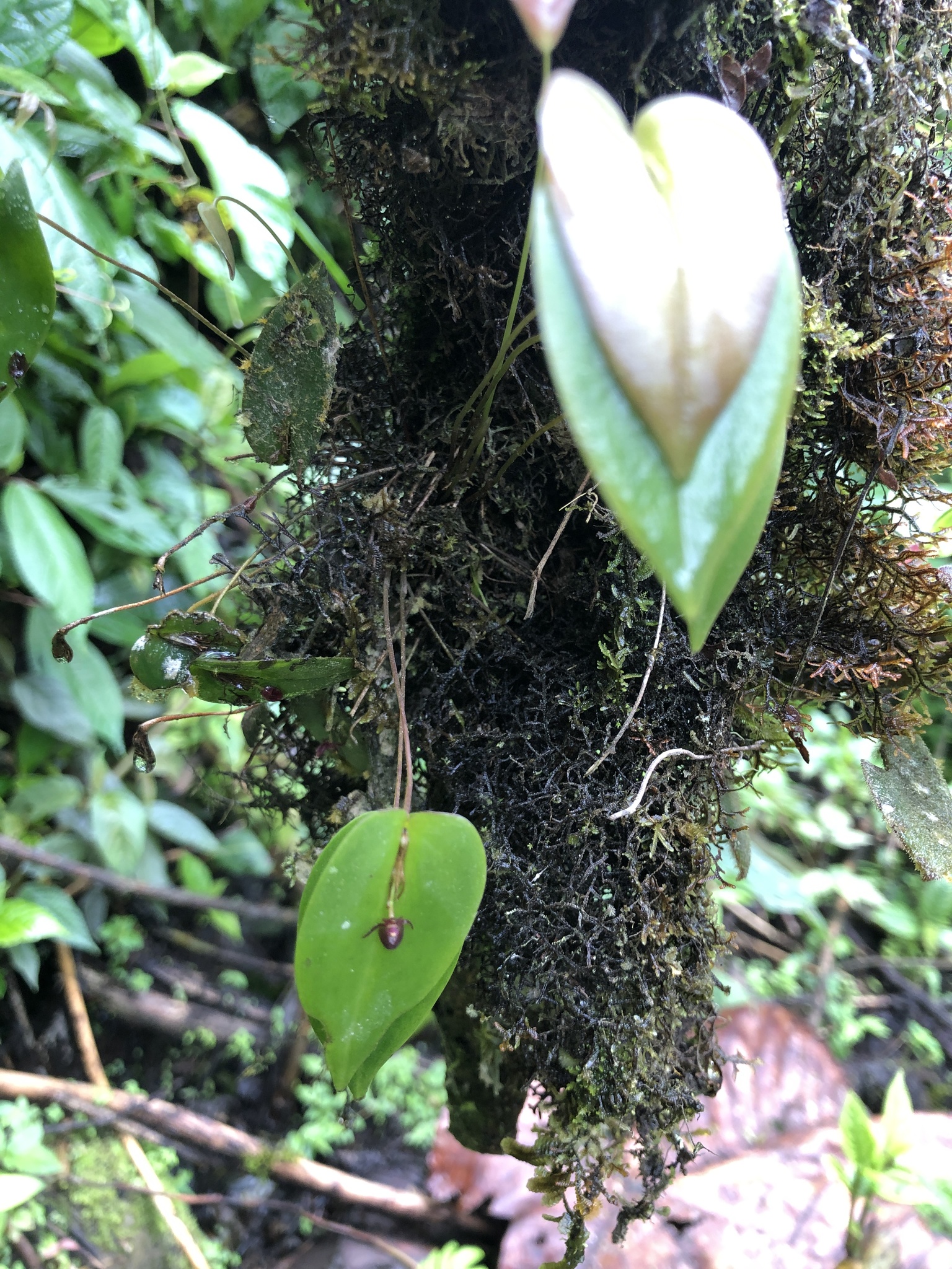Pleurothallis erythrium image
