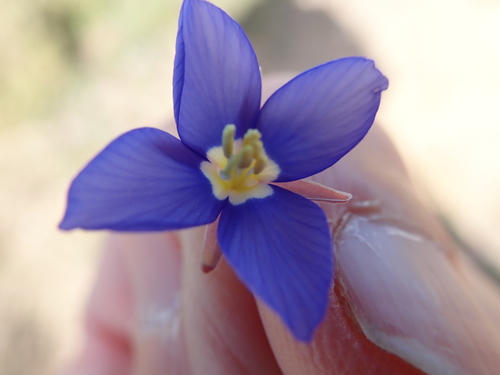 Image of Heliophila schulzii by no rights reserved