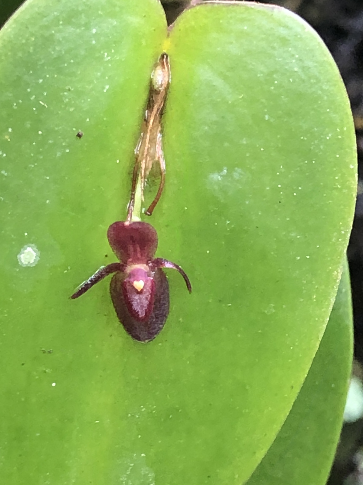 Pleurothallis erythrium image