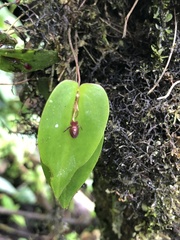 Pleurothallis erythrium