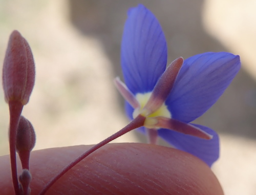 Image of Heliophila schulzii by no rights reserved
