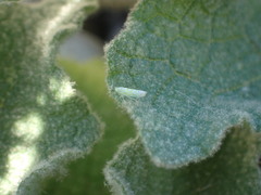 Micantulina stigmatipennis