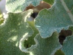 Micantulina stigmatipennis