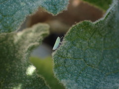 Micantulina stigmatipennis