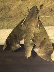 Image of Pachylia ficus