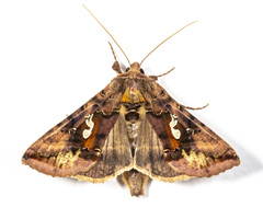 Autographa bimaculata
