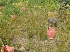 Austrostipa bigeniculata