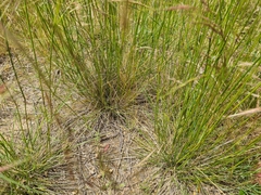 Austrostipa bigeniculata