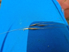 Austrostipa bigeniculata