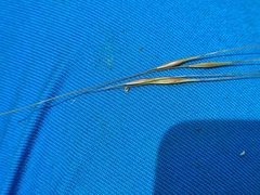 Austrostipa bigeniculata