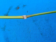 Austrostipa bigeniculata