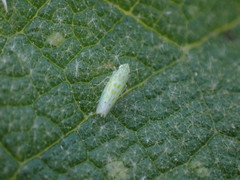 Micantulina stigmatipennis