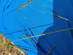 Austrostipa bigeniculata
