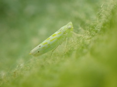 Micantulina stigmatipennis