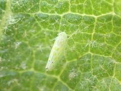 Micantulina stigmatipennis