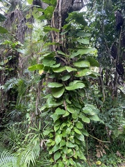 Epipremnum aureum