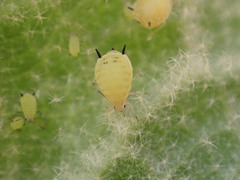 Aphis verbasci