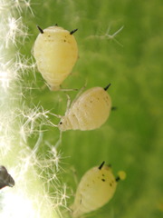 Aphis verbasci