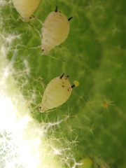 Aphis verbasci