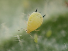 Aphis verbasci