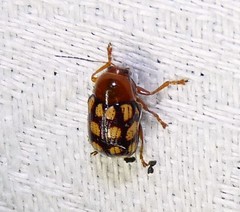 Cryptocephalus guttulatus