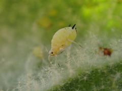 Aphis verbasci
