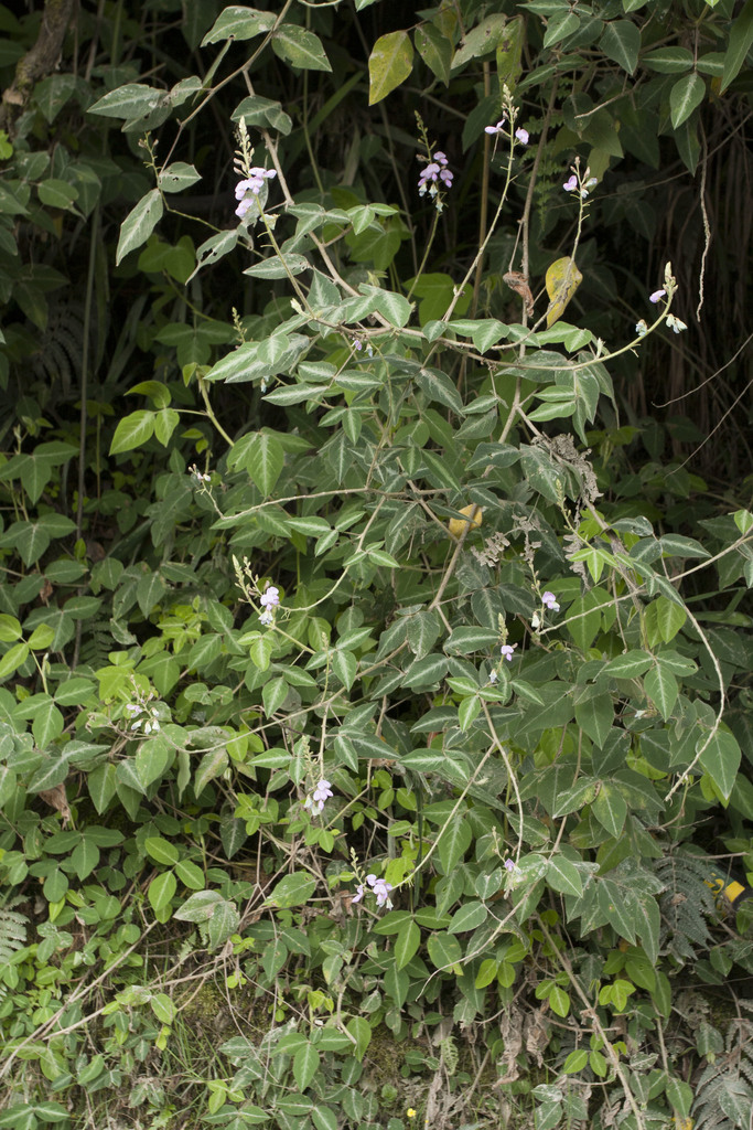 Silverleaf Desmodium (Desmodium uncinatum) - Botanical Realm