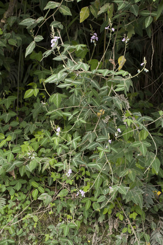 Silverleaf Desmodium