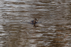 Tachybaptus ruficollis