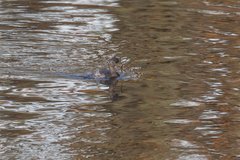 Tachybaptus ruficollis