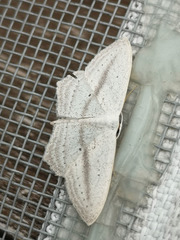 Scopula emutaria