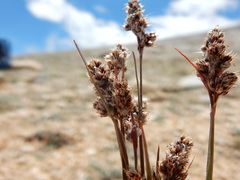 Luzula orestera