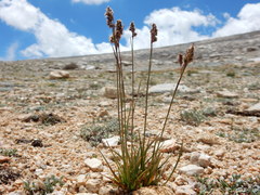 Luzula orestera