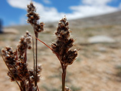 Luzula orestera