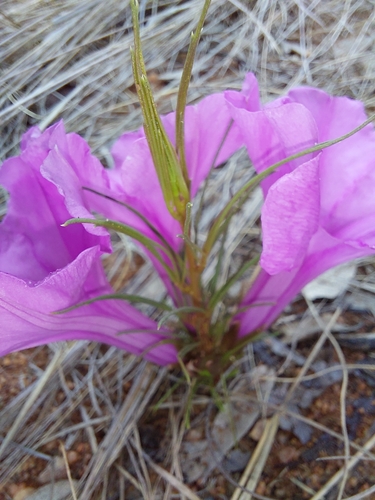 Image of Ipomoea bolusiana by (c) Manuel R Popp, some rights reserved (CC BY)