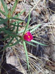 Portulaca kermesina