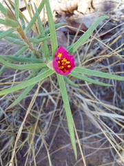 Portulaca kermesina