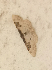 Idaea mustelata