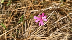 Silene scabriflora